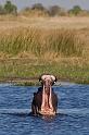 176 Okavango Delta, nijlpaard